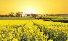 精选亲情主题的经典句子:展现亲人深情的文学名篇