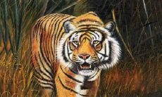 霸气押韵!揭秘虎的口号,带你畅游虎之王国