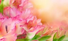 夏日清凉河畔,轻风触面细语悠长的远足之旅