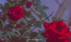 2022年五月二十日情人节:推荐适用于520的甜蜜告白句子大全