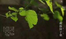 如何在谷雨节气这个传统节气时期通过发朋友圈来表达自己的心情和思考?