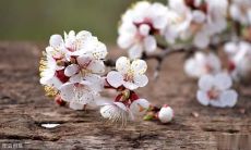 探究人类与永恒亲情的感人句子