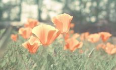 生命中失去了亲情感，心如死灰的引语