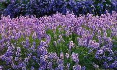 令人感动的句子回忆亲情,令人忆起那些温馨的时光