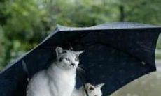 2021年更新版大量适用于雨天场景的问候短信精选合集