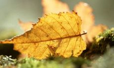 充满感情的赞美语句,用于表达对亲情之重要性的赞誉