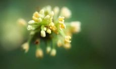 娟秀的桂花散发着迷人的香气，如同甜蜜的糖果一般缭绕在风中：描绘桂花香味的美妙诗句