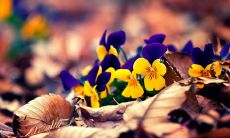 用诗句致美好生活-珍藏人间唯美句子