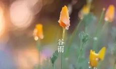 在谷雨时节,分享我的心情和感悟生活的点滴