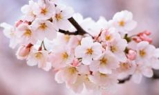 一百多个关于桃花的美丽句子,感受春天的花海醉人情深!