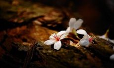 在尘缘随风飘舞的花瓣间，人去楼空的空室中，落在梦里的花朵，让谁心生痛楚？