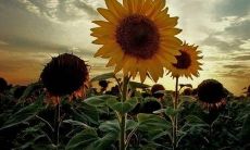 与亲人紧握手,唱响爱在心间的温暖关怀之句子