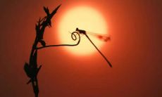 十二生肖中，以牛为特选代表的四字顺口祝福语，用于牛年祝福！