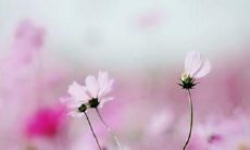 探究亲情价值的特别之处——最珍贵的亲情句子