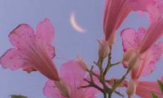 探寻2021最新治愈心灵、展现无限温柔与励志力量的唯美修辞,随句而来的质朴说说短语!