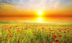 一篇感恩母亲的赞词：对母亲的深情致谢，表达儿女的无尽感恩之情