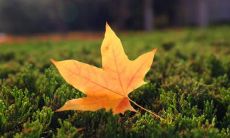 探寻秋叶美丽的诗句，用文字描绘秋天的浪漫情怀