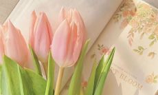 浪漫唯美至极、足以令人陶醉的摘抄句子，值得你细细品味！