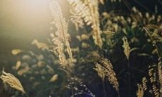 用优美句子祝福妈妈母亲节快乐,传递感恩之情的经典语句