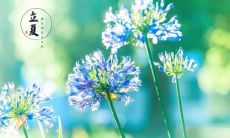 超过100句的立夏祝福语全收录，感受千年文化底蕴，传承中华民族的美好祝愿！