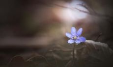 通过小事传递亲情的感人句子集锦