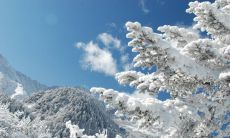 惊喜而美妙的自然奇观：冬日降雪带来的景象和情感体验