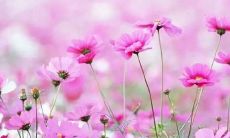 品味高雅生活的秘诀：心境沉静，言语优雅的句子