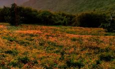 如何创作令人振奋、口感爽口的保险队名口号?