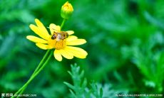 展现花的美丽之美：探索描写自然之美的美妙诗句和名言