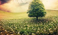 为期两年的情感烦恼，使我陷入了茫然与迷惑的境地，导致内心充满了不安与焦虑的情绪