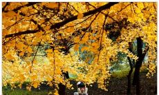 探秋之美:一系列令人陶醉的唯美句子,领略秋季的诗情画意