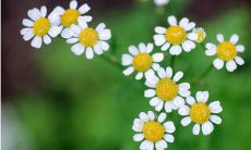 表达对真实亲情的赞美之言：感慨尊重真挚亲情的动人文字