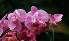 一组关于兰花的令人陶醉的优美句子，令您沉醉在这绚丽花海中，感受自然之美的魅力