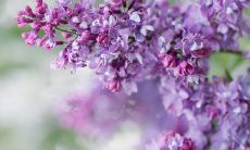 一道赏心悦目的盛春景象——用绝美句子述说迎接春天的美好感悟