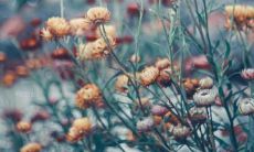 在牛年迎接好运：实现心中所愿