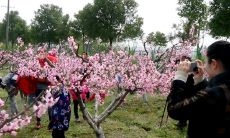 欣赏赏桃花的美妙感觉——精选的描绘桃花之美的诗句、古诗词和现代名句