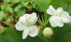 致力于追求美丽的直觉，成为引领时尚潮流的优美座右铭