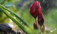 探究亲情无尽伟大的话语,感受家庭温暖与依托的力量