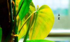 度过初夏，赏诗赋：反映立夏时节的美丽诗句