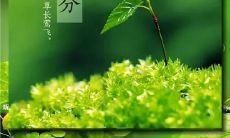 优美的诗句描绘春分时节的景象及氛围