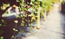 家人的陪伴让生活更加精彩的美丽语句