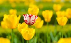 妙曼动人的名言佳句，用心感悟家庭亲情的深刻含义！