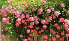 美丽动人的句子,表达无比浓郁的家庭情感和亲情之爱