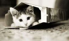 捧腹大笑的作业多幽默句子:分享搞笑作业多说说大全!