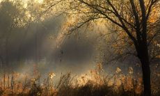 怎样用优美的语言描绘秋天清晨的景象?来欣赏一下这些富有诗意的句子吧!