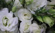 探寻亲情美满的甜美句子,沉浸在亲情温馨的世界里!