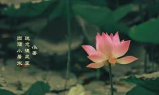 小暑节气到了,赶紧收藏这份适合文问候祝福语说说的短信祝福语大全!