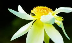 下午好!分享一些简单又有趣的句子及适合朋友圈与微信群发的图片!