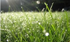 清晨美好句子分享:让你感悟生命与自然的奇妙旅程