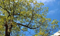 30字描写开心心情的句子：欣喜若狂，心花怒放，世界都变得美好了